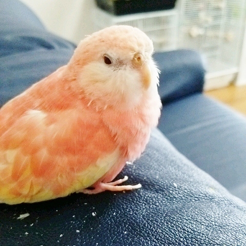 羽繕い セキセイインコの気になる